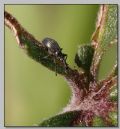 Apion sp.