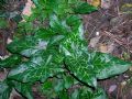 Arum italicum