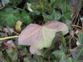 Hedera helix