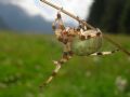 Araneus quadratus