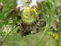 Araneus quadratus