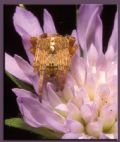 Araneus sp.