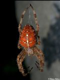 Araneus diadematus