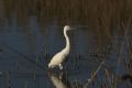 Egretta garzetta