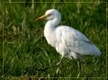 Bubulcus ibis