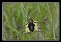Libelloides coccajus