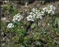 Achillea atrata