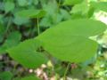 Epimedium alpinum