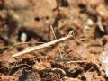 Neides tipularius