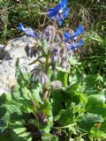 Borago officinalis