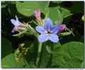 Aegonychon purpurocaeruleum