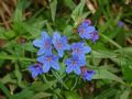 Aegonychon purpurocaeruleum