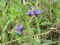 Aegonychon purpurocaeruleum