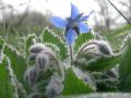 Borago officinalis
