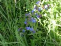 Aegonychon purpurocaeruleum
