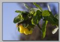 Cerinthe major