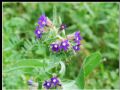 Anchusa officinalis