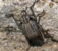 Brachycerus sp.
