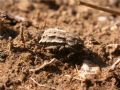 Brachycerus albidentatus