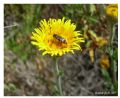 Acmaeodera quadrifasciata pruneri