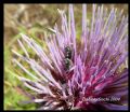 Acmaeoderella perroti franzinii