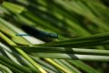 Calopteryx splendens