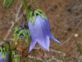 Campanula barbata