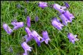 Campanula excisa