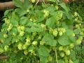 Humulus lupulus