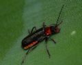 Cantharis praecox