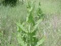 Dipsacus fullonum