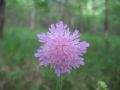 Knautia dipsacifolia