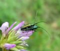 Agapanthia&nbsp;violacea