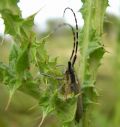 Agapanthia cynarae