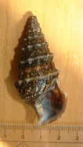 Cerithium vulgatum