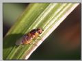 Thaumatomyia notata