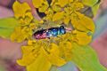 Chrysis sp.