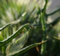 Chrysoperla lucasina