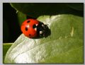 Coccinella septempunctata