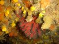 Corallium rubrum