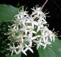 Cornus sanguinea