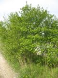 Cornus sanguinea