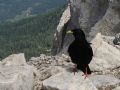 Pyrrhocorax graculus