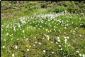 Eriophorum scheuchzeri