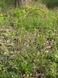 Dioscorea communis