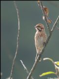 Emberiza schoeniclus