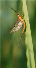 Ephemera glaucops