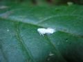 Metcalfa pruinosa