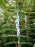 Metcalfa pruinosa