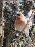 Fringilla coelebs